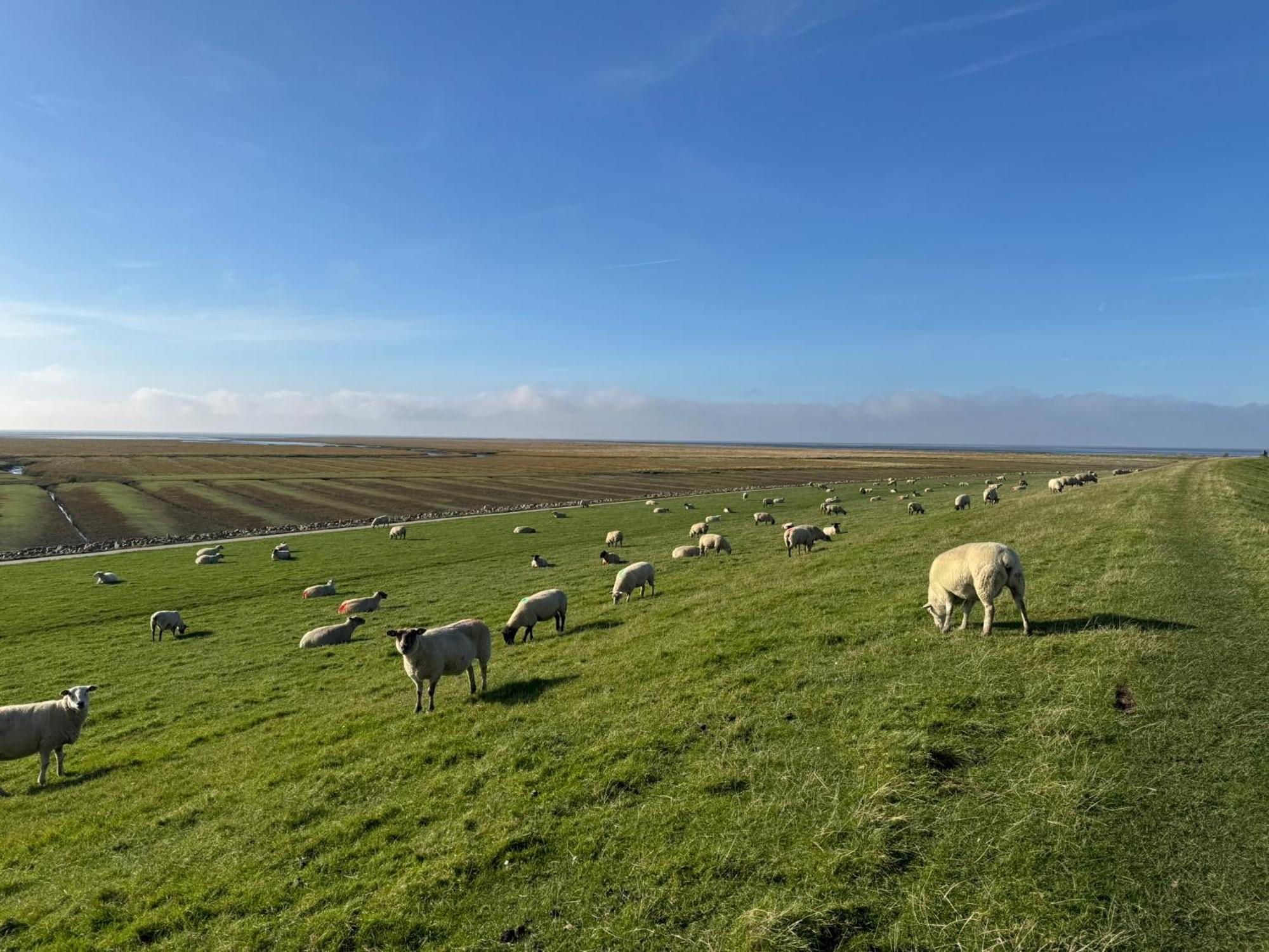 Nordseetraum - Ferienhaus Wolke Friedrichskoog Zewnętrze zdjęcie